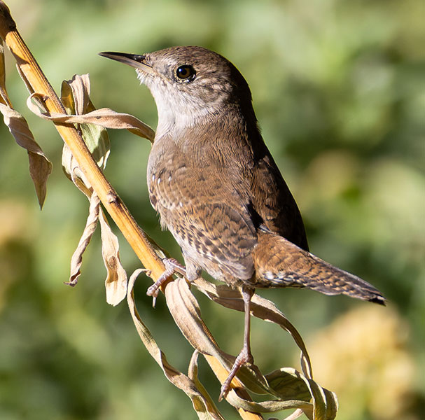 House Wren Troglodytes aedon