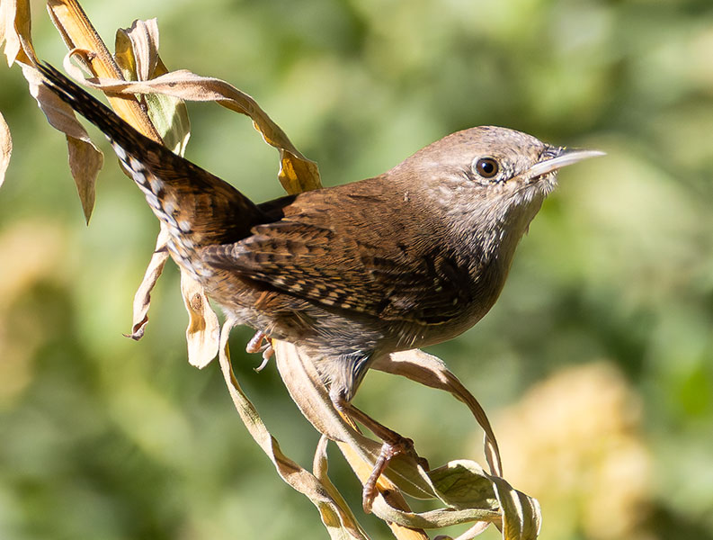 House Wren Troglodytes aedon