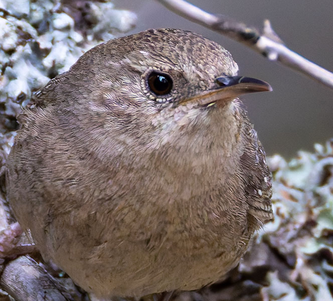 House Wren Troglodytes aedon