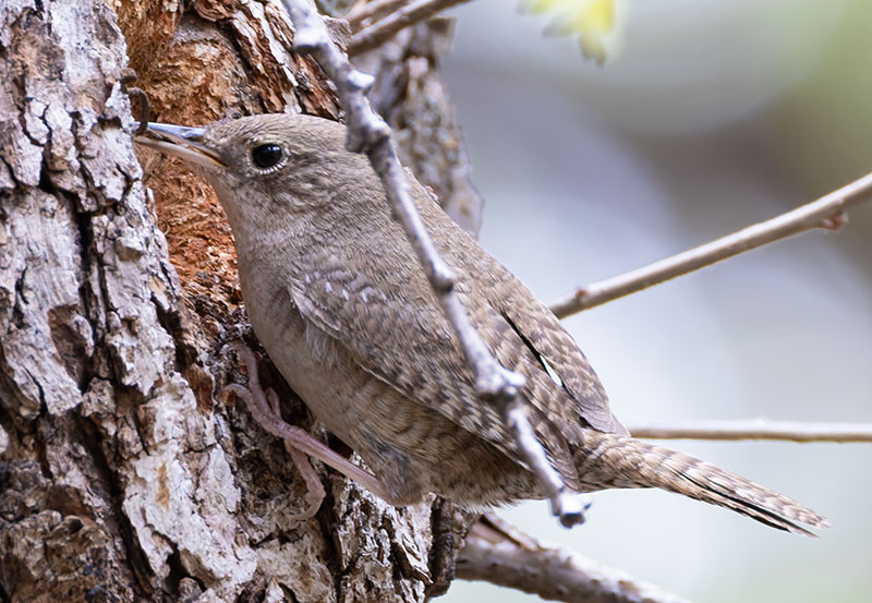 House Wren Troglodytes aedon