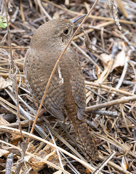 House Wren Troglodytes aedon
