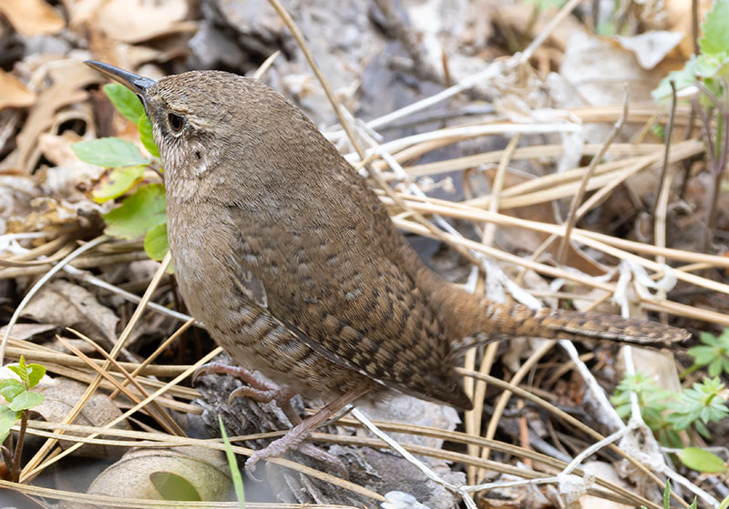 House Wren Troglodytes aedon