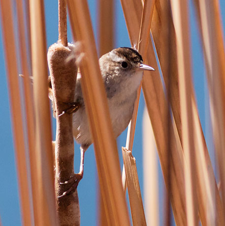 Marsh Wren Cistothorus palustris 