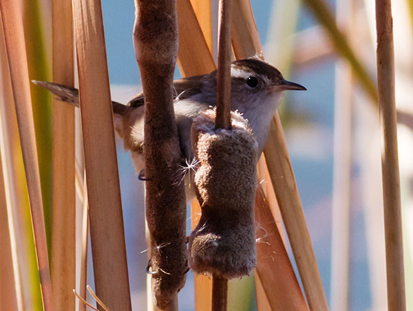 Marsh Wren Cistothorus palustris 