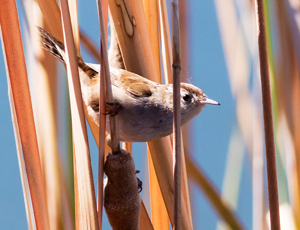 Marsh Wren Cistothorus palustris 