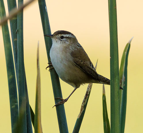 Marsh Wren Cistothorus palustris 
