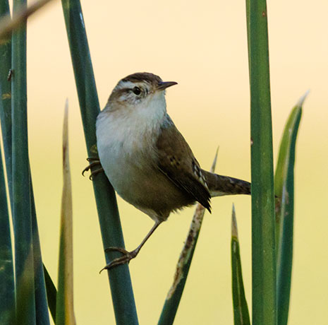 Marsh Wren Cistothorus palustris 