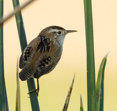 Marsh Wren Cistothorus palustris 