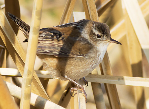 Marsh Wren Cistothorus palustris 