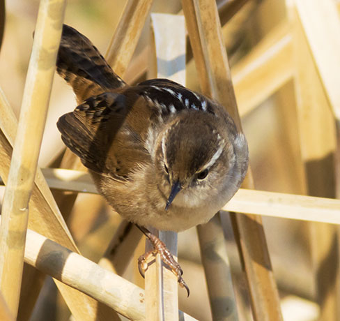 Marsh Wren Cistothorus palustris 