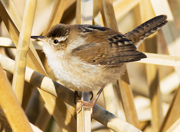 Marsh Wren Cistothorus palustris 