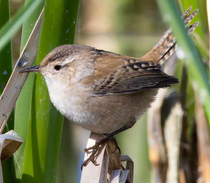 Marsh Wren Cistothorus palustris 
