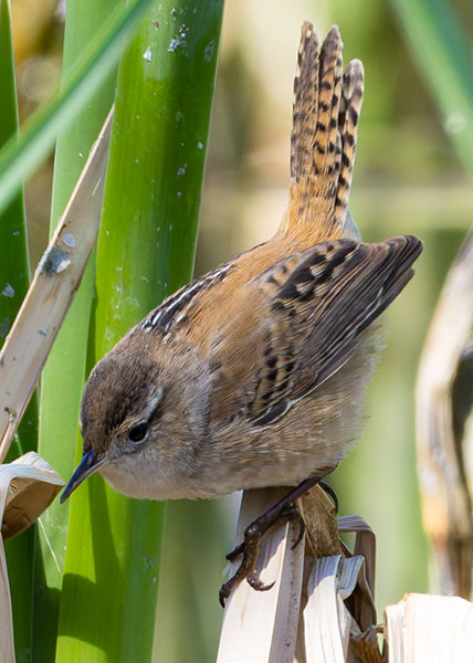 Marsh Wren Cistothorus palustris 