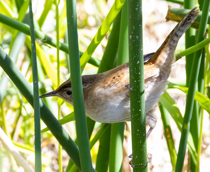Marsh Wren Cistothorus palustris 