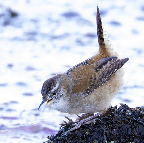 Marsh Wren Cistothorus palustris 