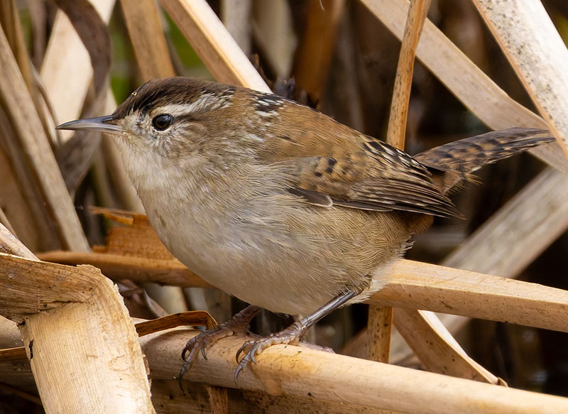 Marsh Wren Cistothorus palustris 