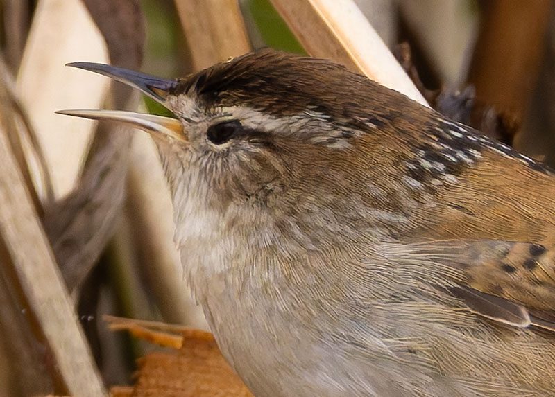 Marsh Wren Cistothorus palustris 