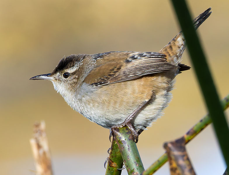 Marsh Wren Cistothorus palustris 