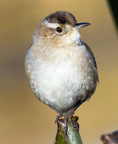 Marsh Wren Cistothorus palustris 