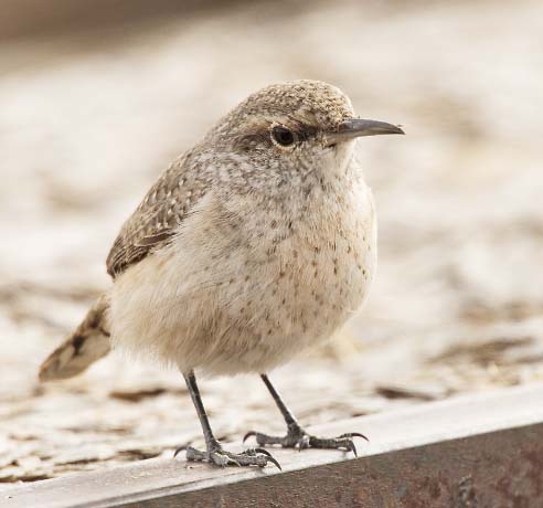 Rock Wren Salpinctes obsoletus 