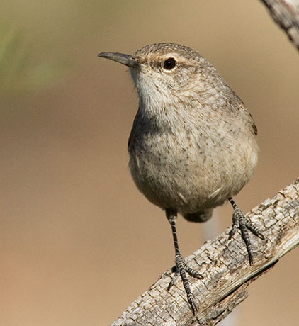 Rock Wren Salpinctes obsoletus 
