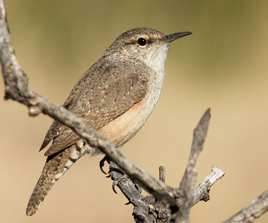 Rock Wren Salpinctes obsoletus 