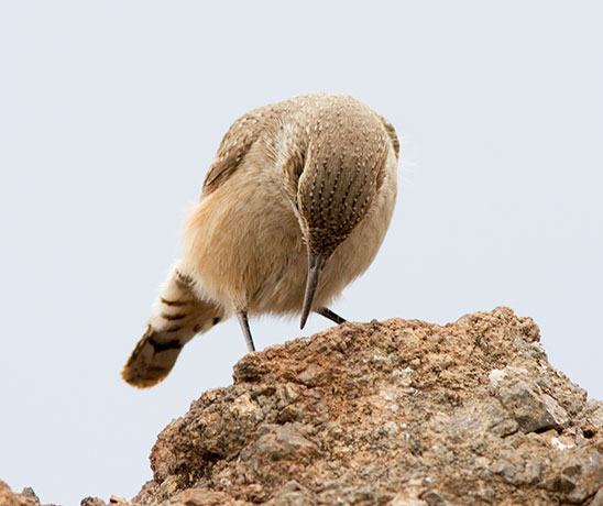Rock Wren Salpinctes obsoletus 