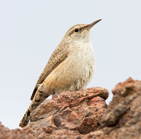Rock Wren Salpinctes obsoletus 