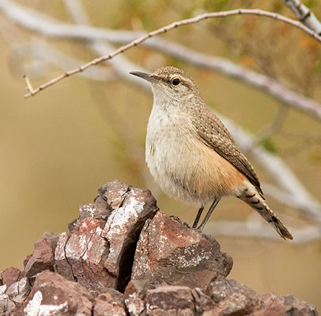 Rock Wren Salpinctes obsoletus 
