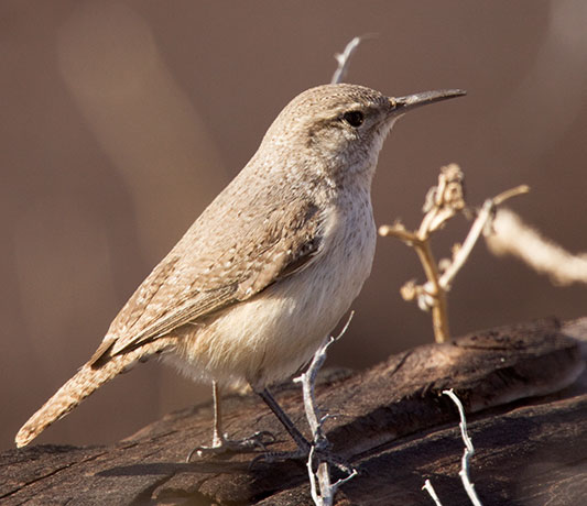 Rock Wren Salpinctes obsoletus 