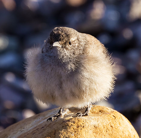 Rock Wren Salpinctes obsoletus 