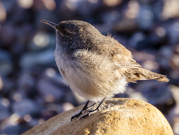 Rock Wren Salpinctes obsoletus 