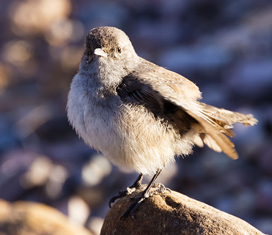 Rock Wren Salpinctes obsoletus 