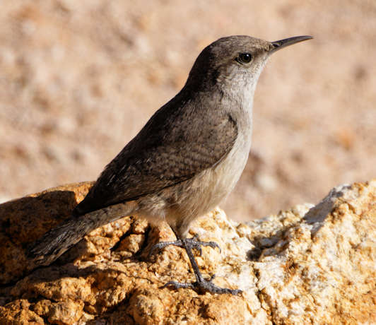 Rock Wren Salpinctes obsoletus 