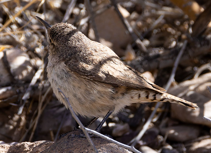Rock Wren Salpinctes obsoletus 