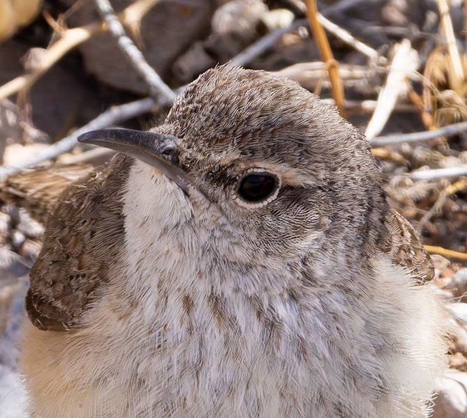 Rock Wren Salpinctes obsoletus 