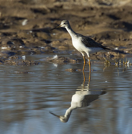 Greater Yellowlegs Tringa melanoleuca