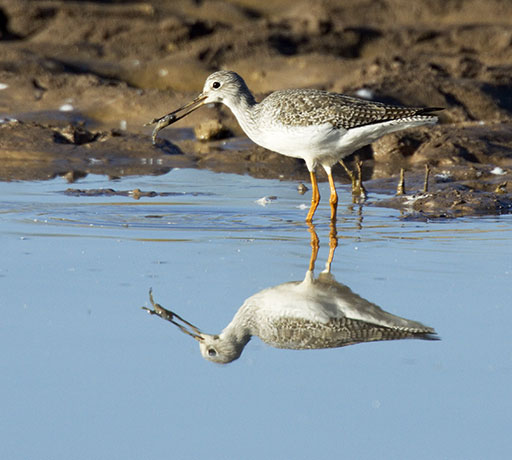 Greater Yellowlegs Tringa melanoleuca