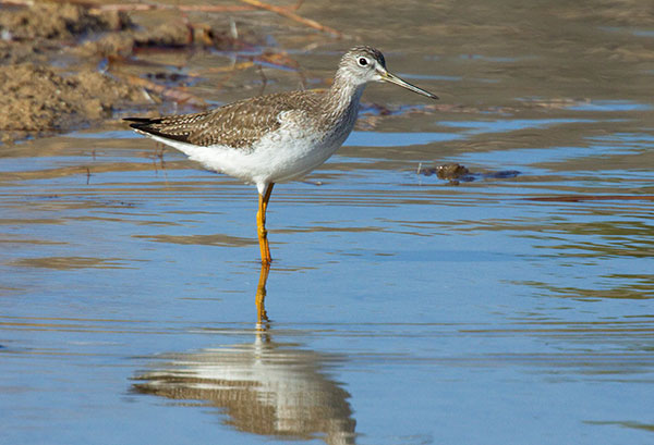 Greater Yellowlegs Tringa melanoleuca