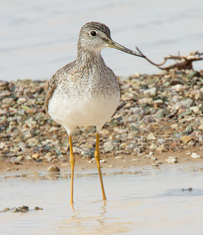 Greater Yellowlegs Tringa melanoleuca