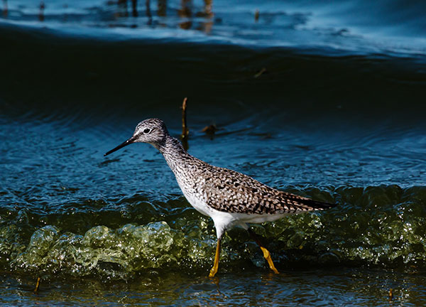 Greater Yellowlegs Tringa melanoleuca