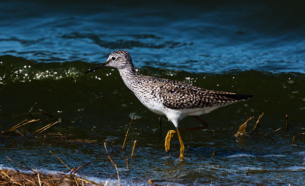 Greater Yellowlegs Tringa melanoleuca