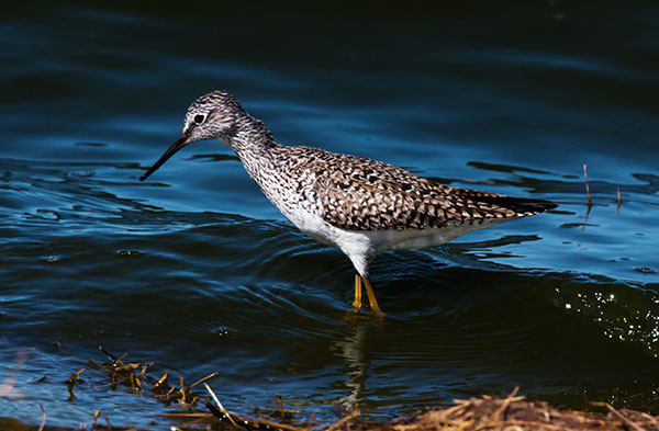 Greater Yellowlegs Tringa melanoleuca