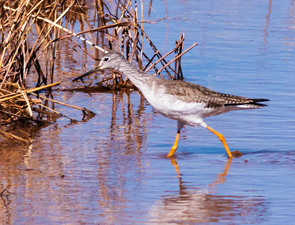 Greater Yellowlegs Tringa melanoleuca