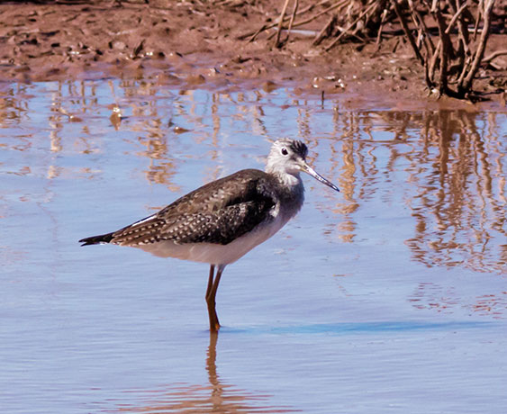 Greater Yellowlegs Tringa melanoleuca