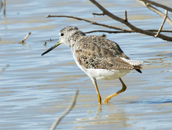 Greater Yellowlegs Tringa melanoleuca