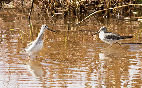 Greater Yellowlegs Tringa melanoleuca