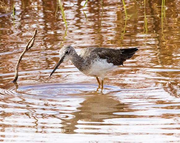 Greater Yellowlegs Tringa melanoleuca