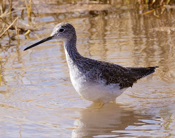 Greater Yellowlegs Tringa melanoleuca