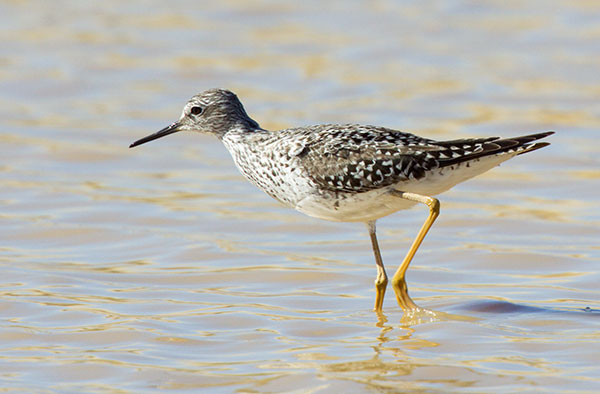 Lesser Yellowlegs  Tringa flavipes 